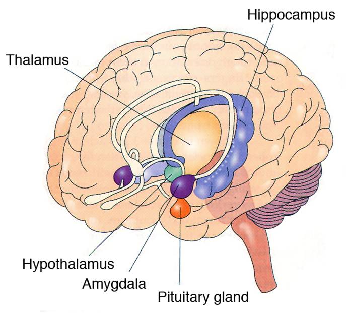 limbic system diagram